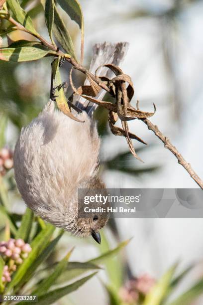 bushtit perching - bushtit stock pictures, royalty-free photos & images