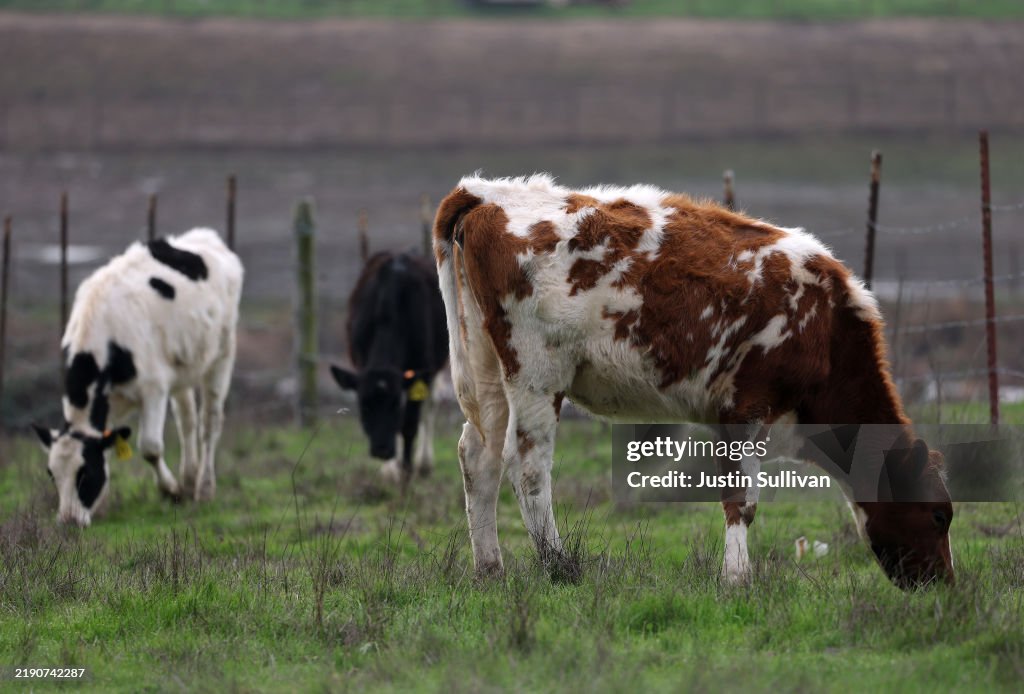 California Declares State Of Emergency As Bird Flu Spreads Among Dairy Herds