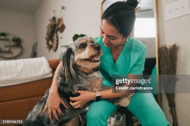 femme médecin revenant du travail - saluée par un chien - berger australien - vétérinaire photos et images de collection