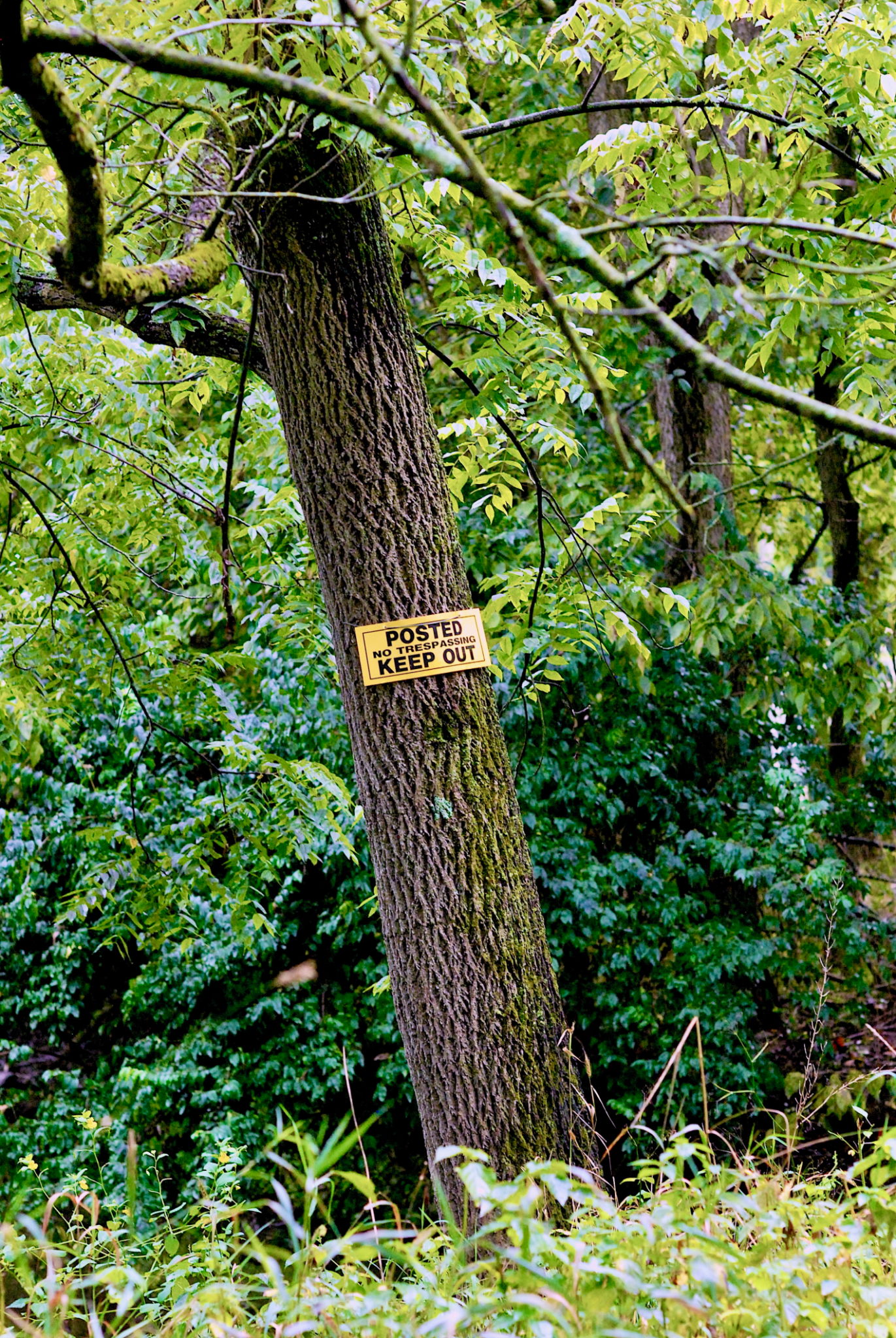 hunters creek