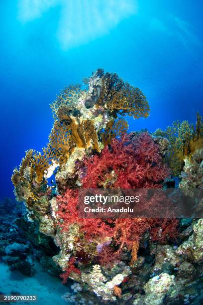 An underwater view from the Red Sea, located between Africa and Asia, and renowned for its strategic, historical significance, along with its unique...
