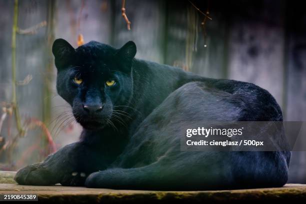 close-up portrait of bear - black panther stock-fotos und bilder
