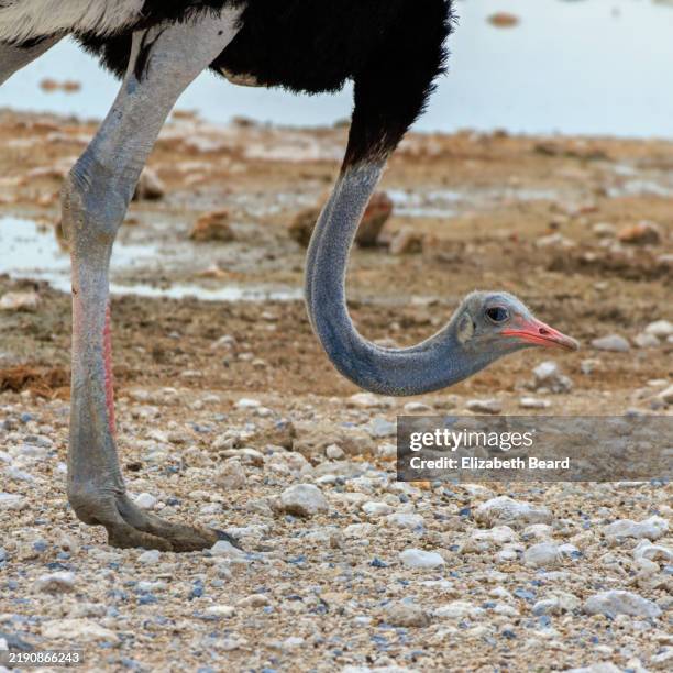 ostrich at waterhole in etosha national park - ostrich stock pictures, royalty-free photos & images