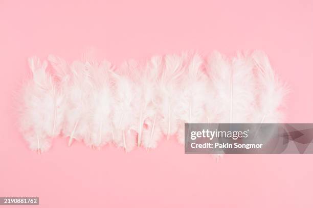 white feathers on pink color background. - pena de avestruz imagens e fotografias de stock