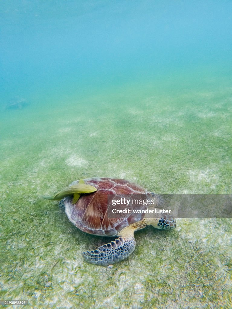 Sea Turtle Rode Fish Catching A Ride On A Giant Sea Turtle Mexico High-Res Stock Photo ...