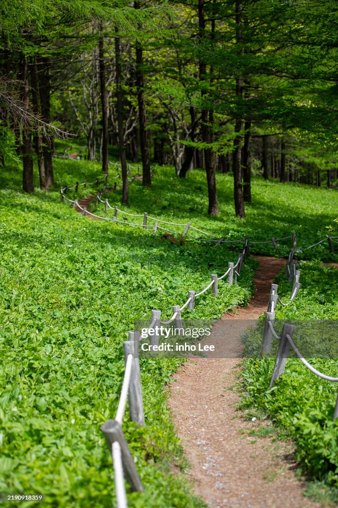 Forest