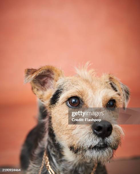 close-up portrait of a dog. - mixed breed dog stock pictures, royalty-free photos & images