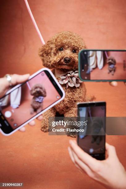 portrait of a toy poodle. - human made stock pictures, royalty-free photos & images