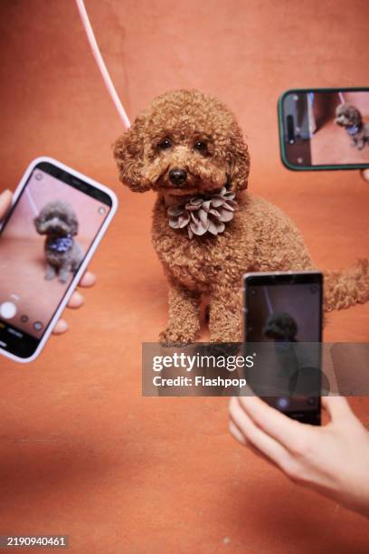 portrait of a toy poodle. - pampered pets stock pictures, royalty-free photos & images