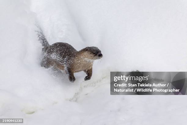 river otter in snow at rivers edge - otter snow stockfoto's en -beelden