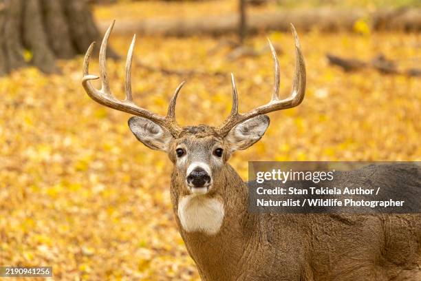 white-tailed deer - white tail deer stock pictures, royalty-free photos & images