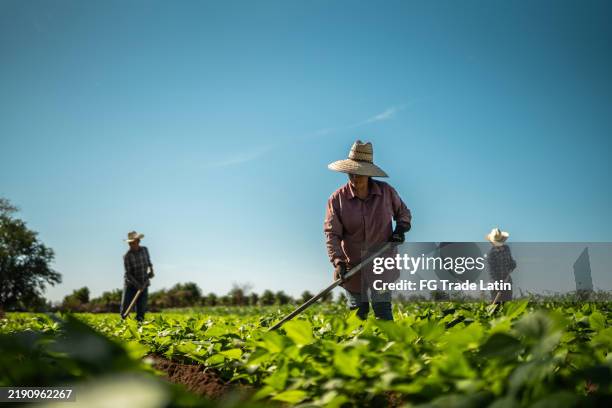 landwirte, die auf dem landwirtschaftlichen feld arbeiten - landwirtschaftliche tätigkeit stock-fotos und bilder