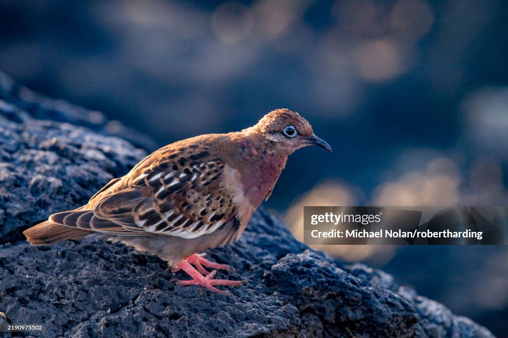 An adult Galapagos dove (Zenaida galapagoensis) on Espanola Island in the Galapagos Island Archipelago, UNESCO World Heritage Site, Ecuador, South America