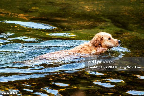 golden retriever's swimming in the river - golden retriever bildbanksfoton och bilder