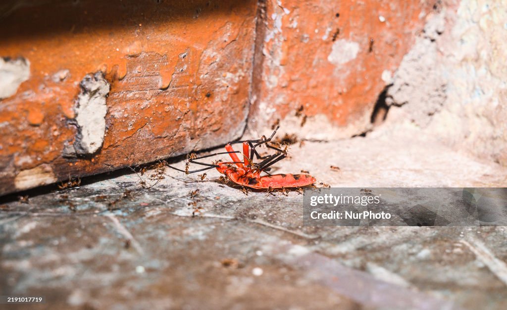 Fire Ant - Red Cotton Bug - Animal India