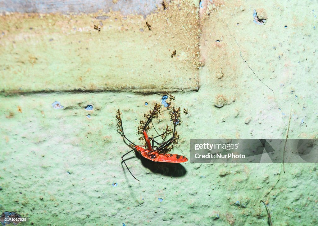Fire Ant - Red Cotton Bug - Animal India