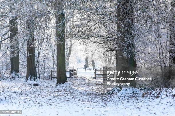 ashridge in winter - snow stock pictures, royalty-free photos & images