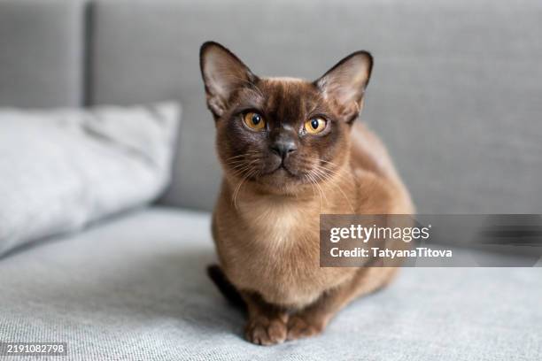 brown burmese cat with amber eyes resting on gray sofa - rassekatze stock-fotos und bilder
