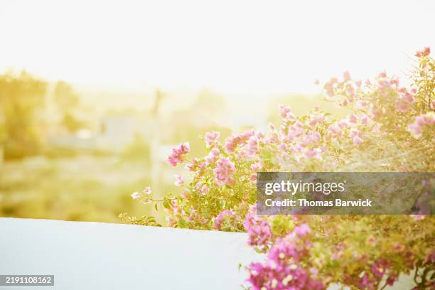 medium close up shot bougainvillea on edge of villa deck at sunset - buganville foto e immagini stock