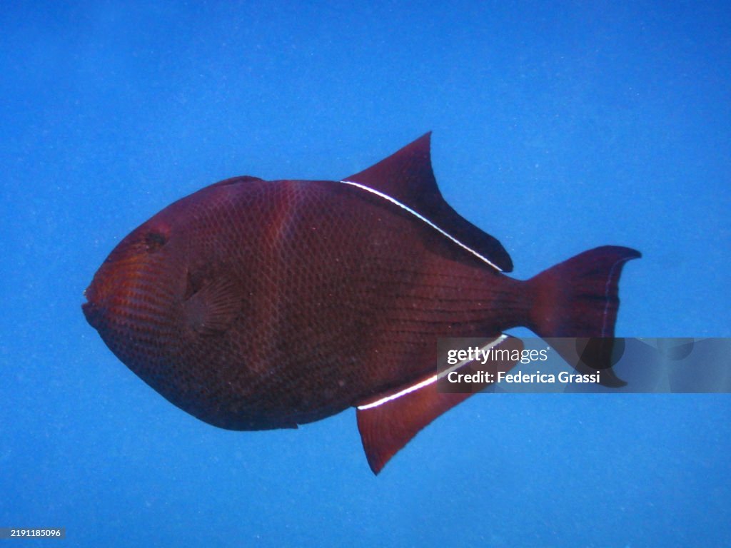 Black Triggerfish or Black Durgon (Melichthys niger), Embudu or Embudhu or Emboodhoo Island, Republic of The Maldives