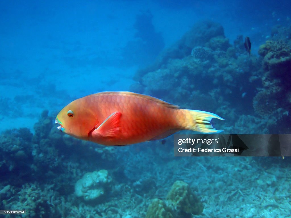 Female Indian Ocean Steephead Parrotfish (Chlorurus strongylocephalus), Embudhu or Emboodhoo Island, South Male Atoll, Indian Ocean, Republic of the Maldives