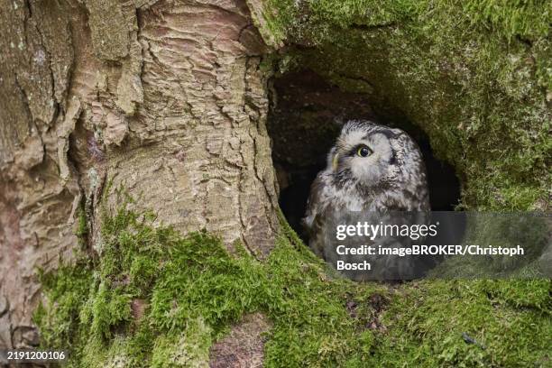 great horned owl (aegolius funereus) bavaria, germany, europe - borealer wald stock-fotos und bilder