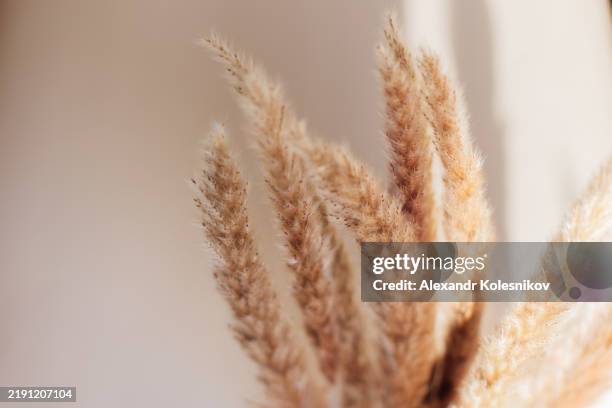 natural pampas grass in soft neutral tones with shadows on beige background - pampas stock pictures, royalty-free photos & images
