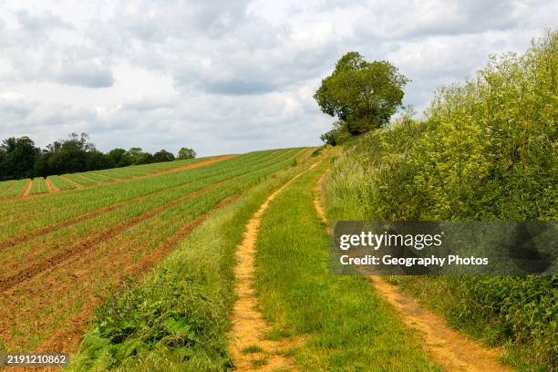 Field Path Rambles 45,899 Walking Path Field Stock Photos, High-Res Pictures, and Images ...