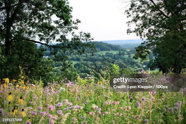 wild flower field over the bluff,galena,illinois,united states,usa - illinois stock pictures, royalty-free photos & images