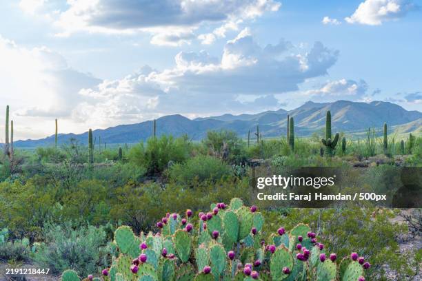scenic view of flowering plants on field against sky,tucson,arizona,united states,usa - condado de pima fotografías e imágenes de stock