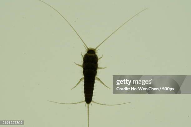 White Fish Insect 163 Silverfish Insect Stock Photos, High-Res Pictures, and Images ...