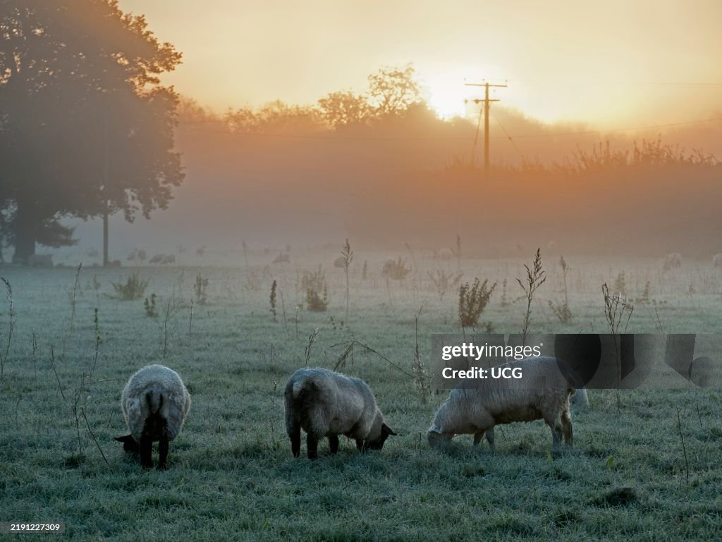 Misty Autumn sunrise, with sheep, over woodland by the Thames at Abingdon