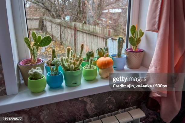 close-up of potted plants on window sill - window sill stock pictures, royalty-free photos & images