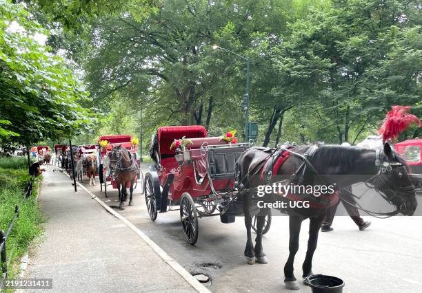 Carriage horses line one of the entrances to Central Park as drivers try to persuade tourists to take a horse-drawn carriage ride around the park....