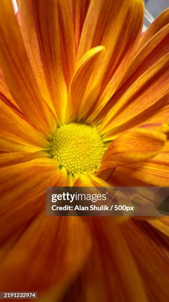 close-up of orange flower,guilford,connecticut,united states,usa - familia de la margarita fotografías e imágenes de stock