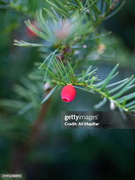 english yew fruit - tejo fotografías e imágenes de stock