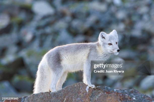 arctic fox catching guillemots in alkefjellet - fox paw stock pictures, royalty-free photos & images