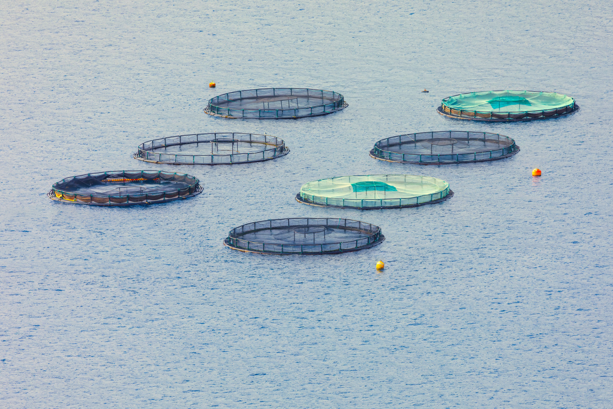 sustainable seafood