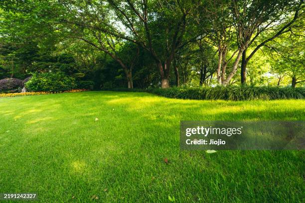 lawn in the park - grasveld stockfoto's en -beelden