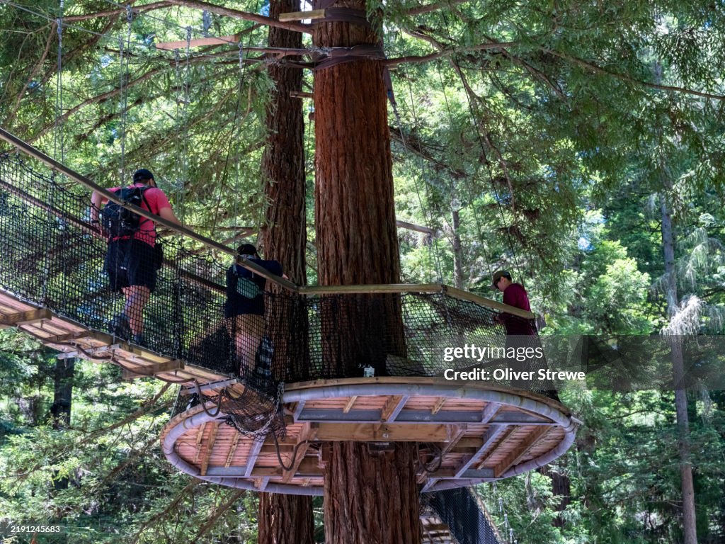 Redwoods Tree-walk Rotorua, NZ