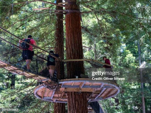 Red Tree Walk 61 Redwoods Treewalk Stock Photos, High-Res Pictures, and Images ...