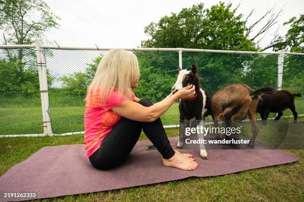 petting a goat during yoga class on a farm - funny goat stock pictures, royalty-free photos & images