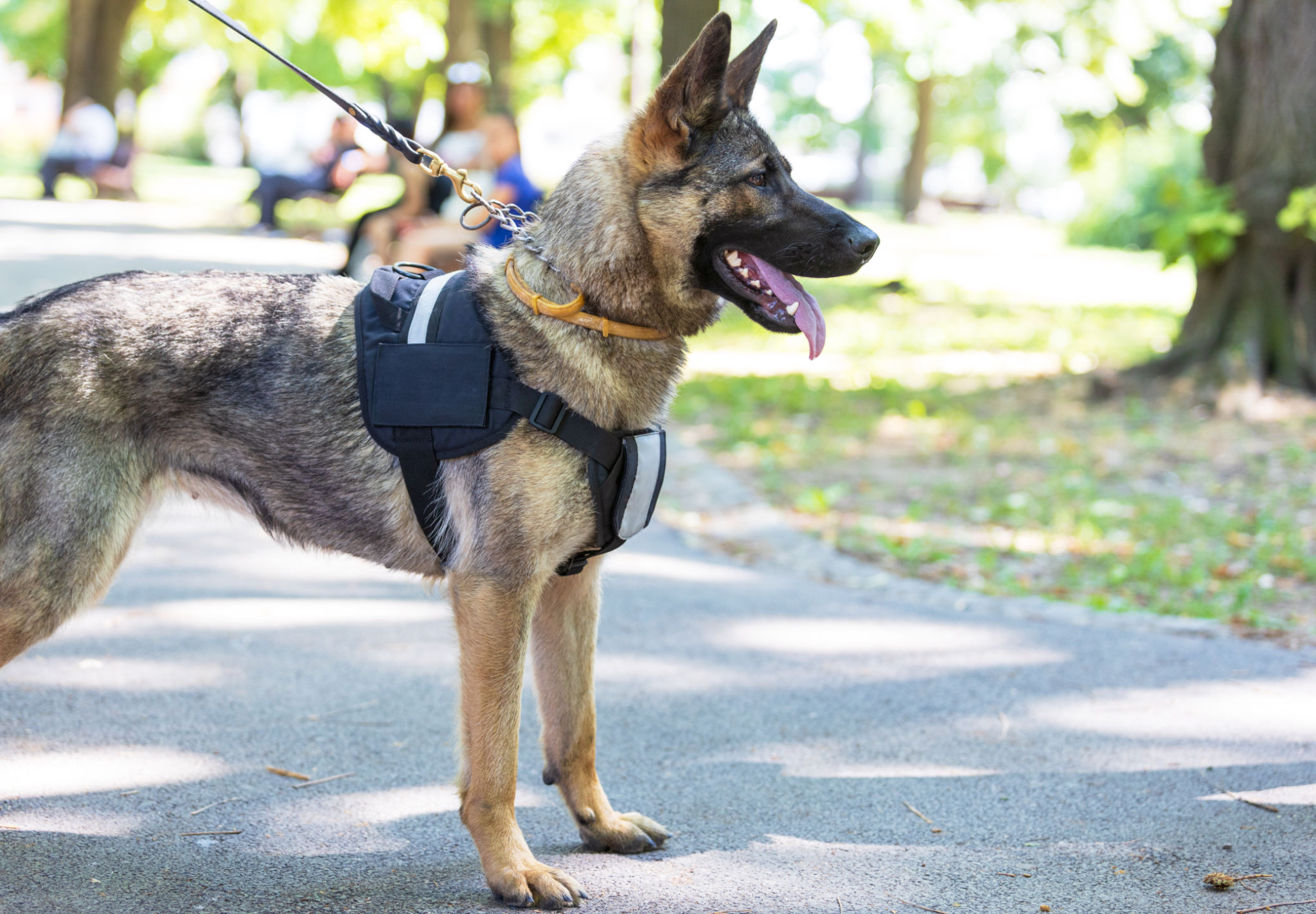 German shepherd service dog standing alertly in a park on a sunny day, wearing a harness and leash German shepherd service dog standing alertly in a park on a sunny day, wearing a harness and leash