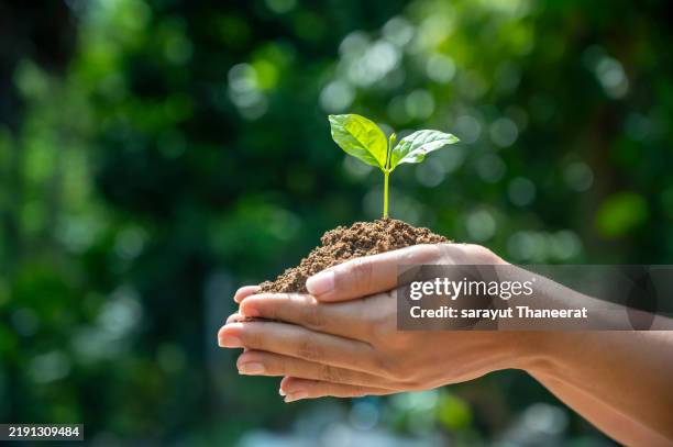 sustainable tree environment earth day planting seedlings young plant in the morning light on nature background a nurturing touch hands cradling new life in the soil - earth day stock pictures, royalty-free photos & images