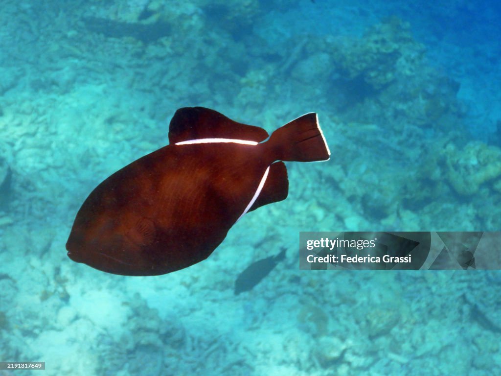 Black Triggerfish or Black Durgon (Melichthys niger), Embudu or Embudhu or Emboodhoo Island, Republic of The Maldives