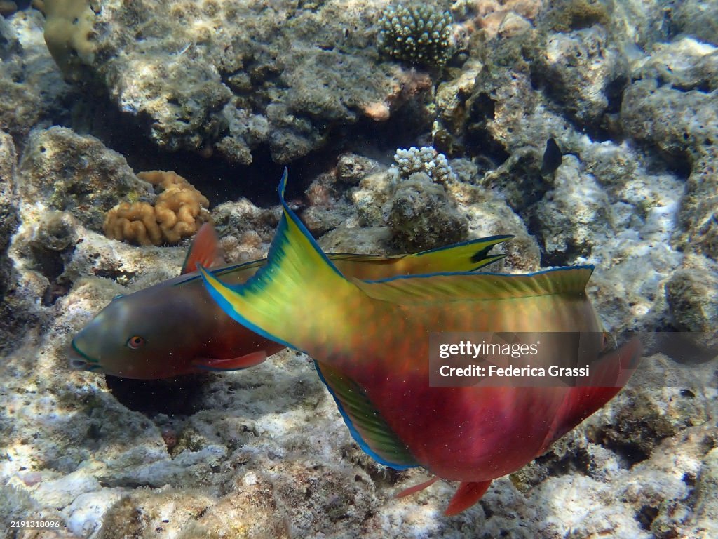 Two Female Indian Ocean Steephead Parrotfish (Chlorurus strongylocephalus), Embudhu or Emboodhoo Island, South Male Atoll, Indian Ocean, Republic of the Maldives