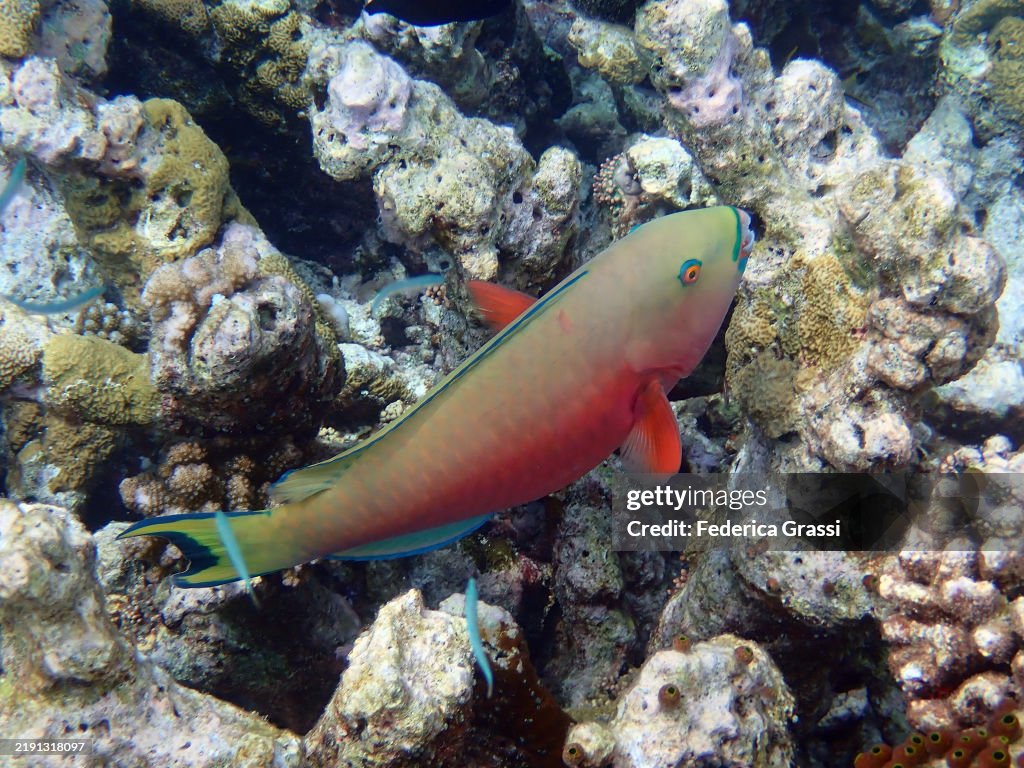 Female Indian Ocean Steephead Parrotfish (Chlorurus strongylocephalus), Embudhu or Emboodhoo Island, South Male Atoll, Indian Ocean, Republic of the Maldives