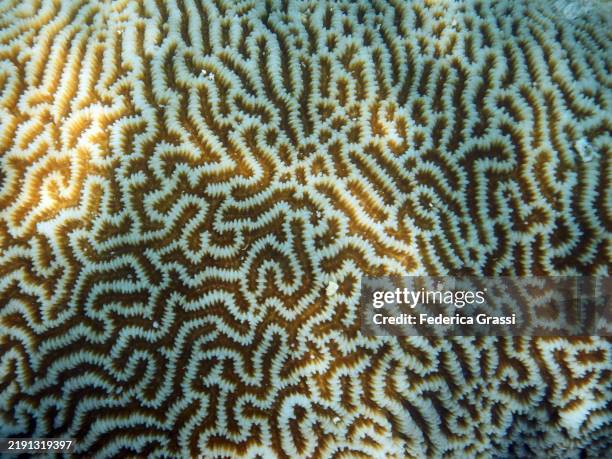 detail of platygyra daedalea or maze coral, embudu or embudhu or emboodhoo island, republic of the maldives. - lagon photos et images de collection