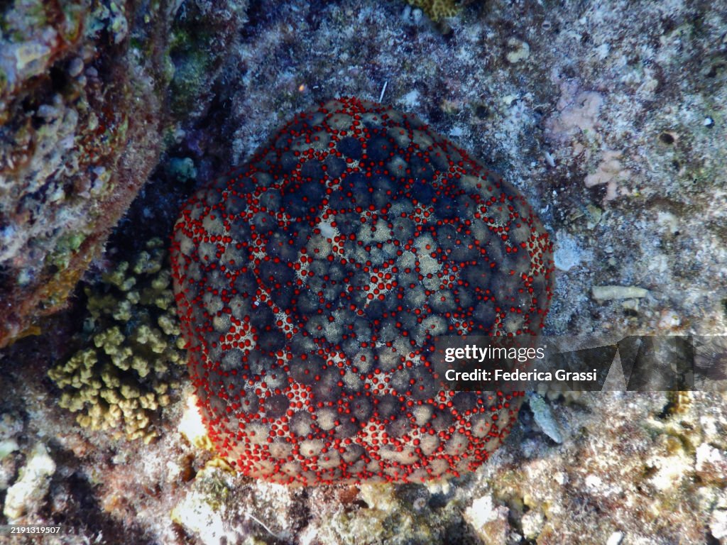 Cushion Sea Star (Culcita novaeguineae), Embudu or Embudhu or Emboodhoo Island, ,Republic of the Maldives