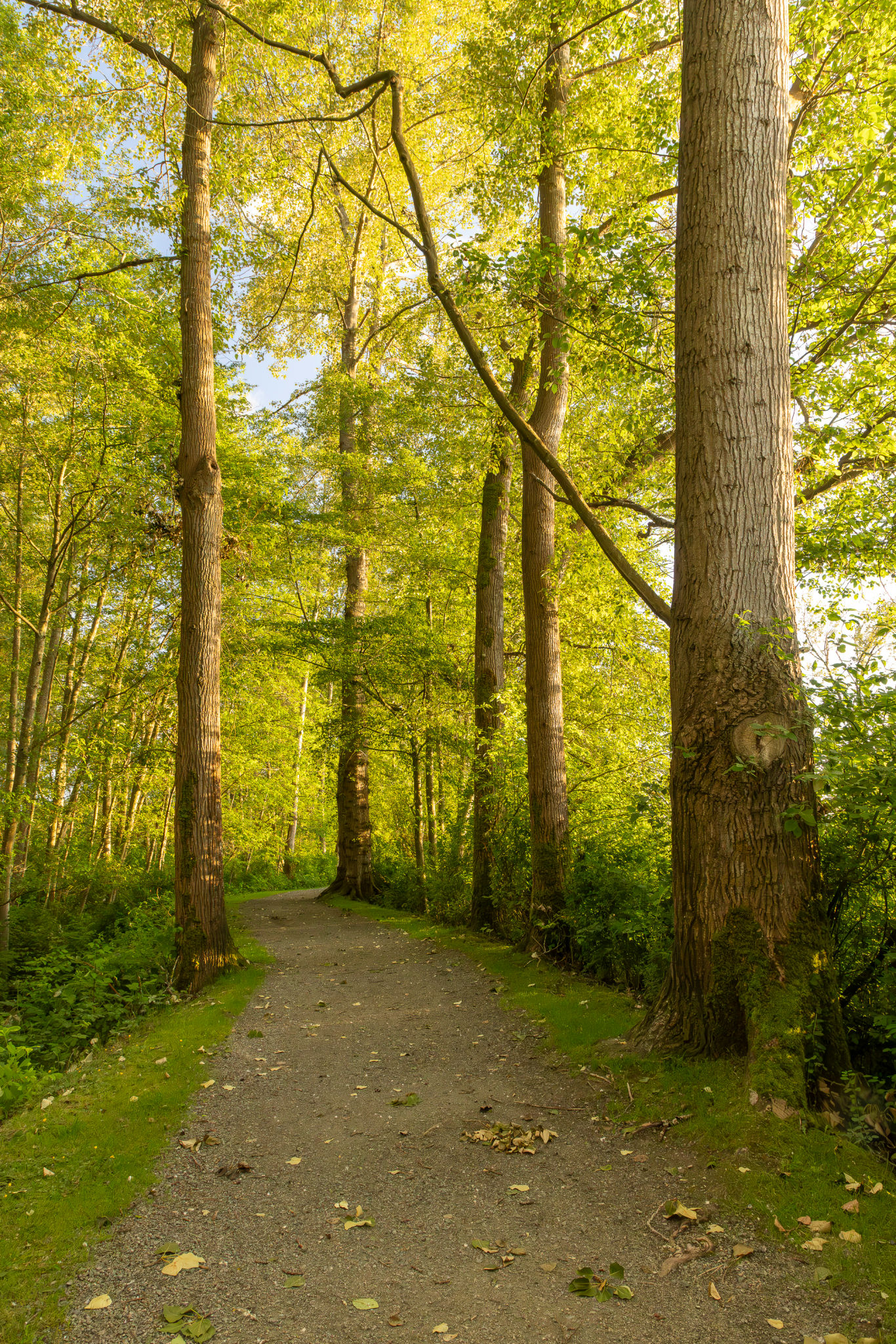park trail